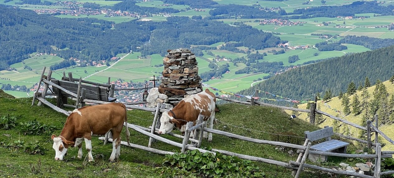 Zwei Kühe grasen auf einer Weide mit Blick auf das schöne Chiemgau.